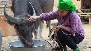 Rural Rhythms: Harvesting Bananas for Pig Feed and Nightly Foraging | T&agrave; X&ugrave;a Daily Life