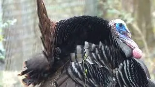 Tom Turkey Snood and Tail Display