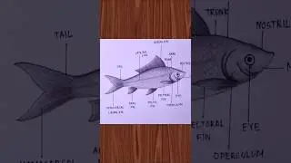 How to draw fish 🐟 
