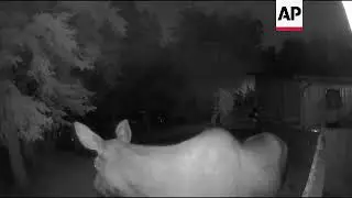 Nosy moose sniffs out backyard surveillance camera