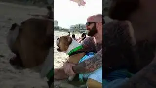 You Won't Believe What This Dog's Bark Sounds Like! #shorts #funnyanimals #dogs