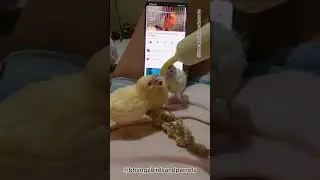 Hand feeding canary babies 🥰#viral #shortvideos #birds #viralvideos #shorts #viralvideo