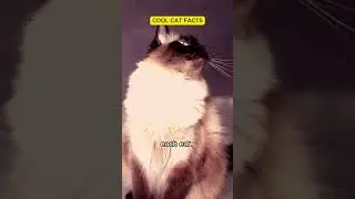 The Secret Ability of Cats: Can They Move Their Ears Anywhere? #shorts #cat