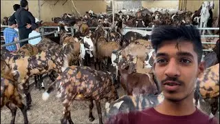 Dubai Bakra Mandi 2022 🐐 ( Different Experience)
