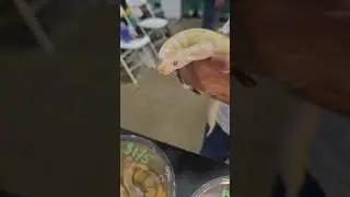 Red-eyed Wonder: The Albino Ball Python 😁 Maravilla de ojos rojos: La pit&oacute;n bola albina