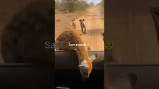 animals save moments 🥺