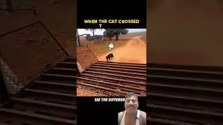 cat and dog very defferent cross bridge #memes #animals #wildlife #dog #memearchive #newmemes