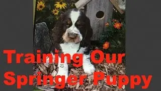 Training Our Springer Spaniel Puppy