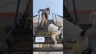 DESI DOGS | 😂 INDIAN DESI DOGS aise hi hote hai