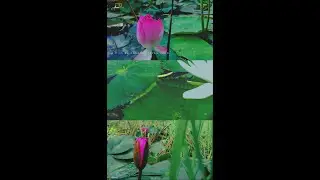 সাদা- লাল  শাপলা নাকি পদ্ম ? White - Red Water lily OR Lotus ?