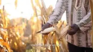 Behind the Seeds of WEMA