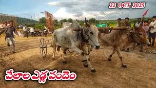 వేలాల ఎడ్ల పందెం 22 oct 2025 💥🔥🔥