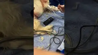 Low Stress Blood Pressure on a Dog