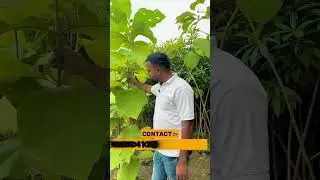 Sagwan Plant (Teak) | Premium Timber Tree for Farming & Landscaping | Gajraula Nursery