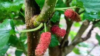 Nature's creativity || peaceful || wildlife part-4 #viralvideo #nature #new #wildlife #rural #relax 
