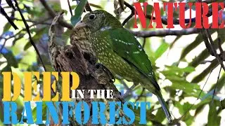 Wildlife Compile: Nature Deep in The Rainforest of Mt Tamborine,  Queensland