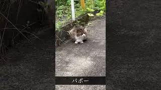 パポーと鳴くヌコ #ヌコ#猫#ネコ#珍しい