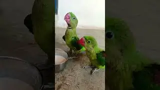 baby parrot morning feeding time 🥰🦜 video