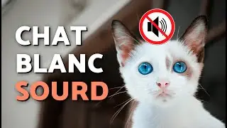 Are all white cats deaf? 🐈👂🏻❌ Why are white cats with blue eyes deaf?