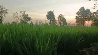 Palm trees grow in the rice field.