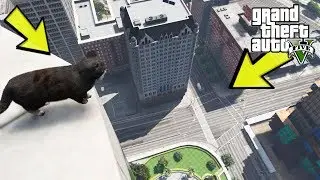 KEDILER OYUNDA YÜKSEK BINADAN ATLARSA ÖLÜRMÜ (GTA 5)