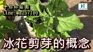 冰花(冰菜)採收方式分享!如何採收最好吃? 如何讓他採越多、長越多? 乎你紅莊園 無農藥栽培冰花!