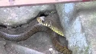 snekk