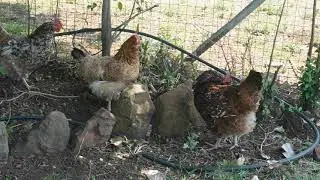 Как выращивать кур породы Бошвельд на свободном выгуле