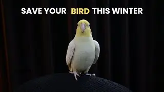 How to Take Care of Pet Birds in Winter