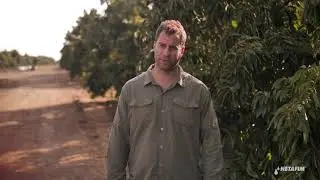 Avocado Israel: Overcoming extreme climate I Netafim