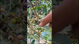Harvesting Golden berry with relaxing ASMR sound #amazing #satisfying #asmr #nature #harvesting