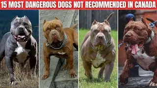 15 most dangerous Dogs Not Recommended for First-Time Owners in Canada.