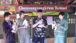 Bangkaew Norway Visit chumsangsongkram  Thai Bangkaew Dog