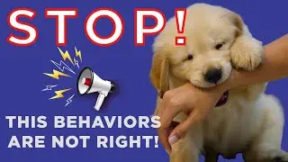 From Barking to Biting: Solving Common Pet Behavior Challenges.
