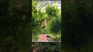 Shrimp colony #aquarium #nanotank #aquascape #nanoaquarium #fishtank #aquarius #shrimps #fish