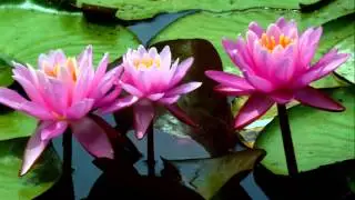 Kenilworth Aquatic Gardens in July and August