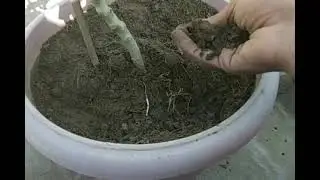 Root filling method . Fast way to provide Nutrients in plants  # winter vegetables