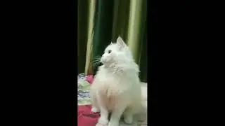 Hilarious Cat Alert! Meet the Ultimate Troublemaker Cat with a Funny Side