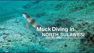 Muck & Scuba Diving around Manado Bay, Bangka Island and Lembeh Strait in North Sulawesi - Indonesia