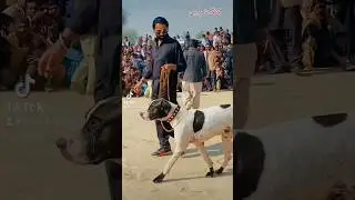 💥 DANGGAL KING SHARABI 🍺 Fight MODE ON! 😠 #dog #pet #animal #bullykutta #dogfight #dogshorts #shorts