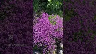 May.2024🪻🌸🌼 #Nydalen#Oslo#Norway ￼