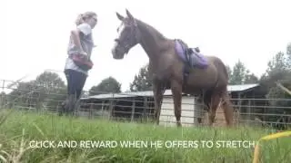 Clicker Training: Exercises to do Before a Ride