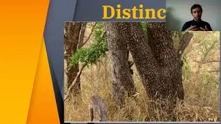 Coaching: Distinci&oacute;n