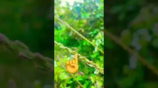 Do you know this?? #shorts #bug #insect #animals #shortswithzita #rock_n_insectes