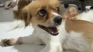 Pawsitive vibes only! 🐾 These puppies are pure joy on four legs! ❤️