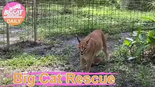 Big Cat Rescue - Home Tour Cyrus Caracal