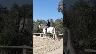 Spanish Horse