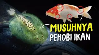 Argulus Bikin Body Tidak Mulus #AlamSemenit
