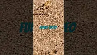 crab activity #shortvideo #nature #explorepage #explore #shortsfeed #sea #shorts #funny#exploremore