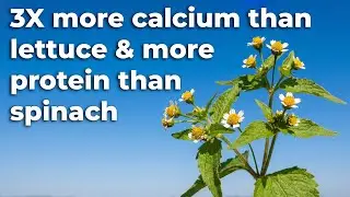 The Protein-Rich 
